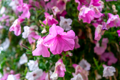 pink flower in mont-tremblant