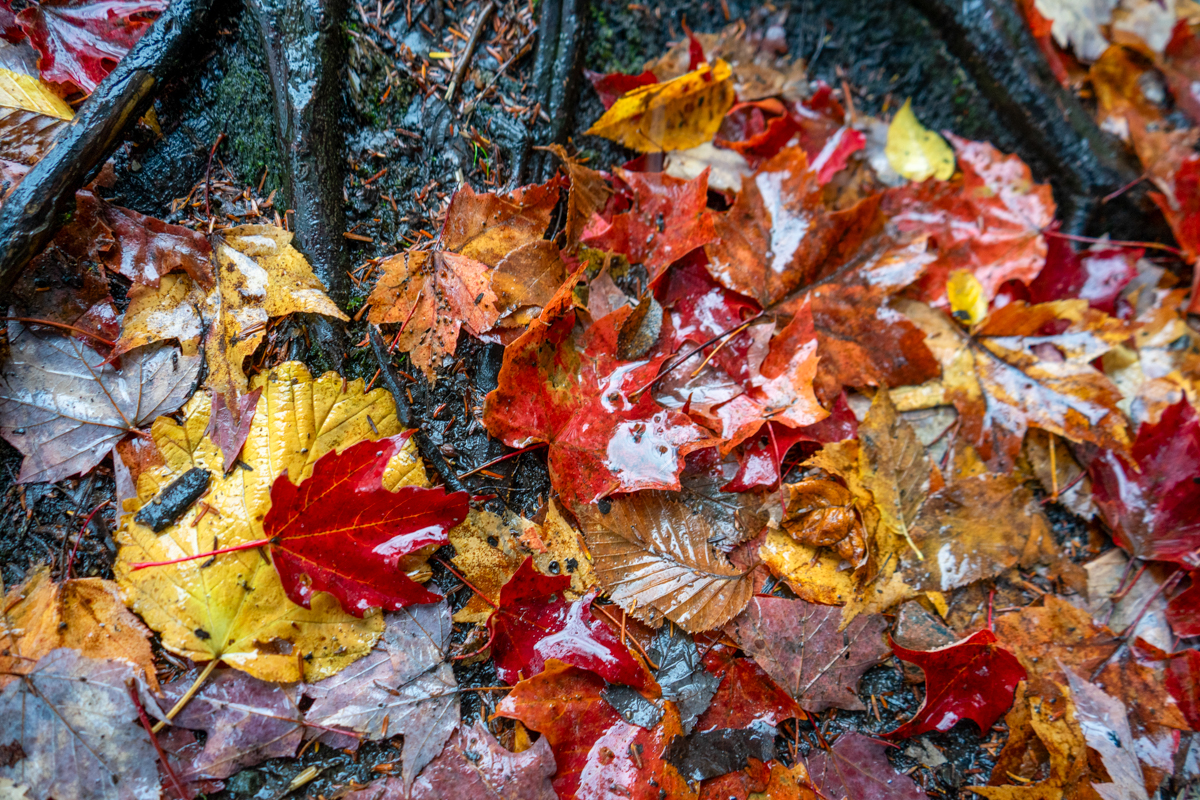 autumn leaves in mont-trembrant