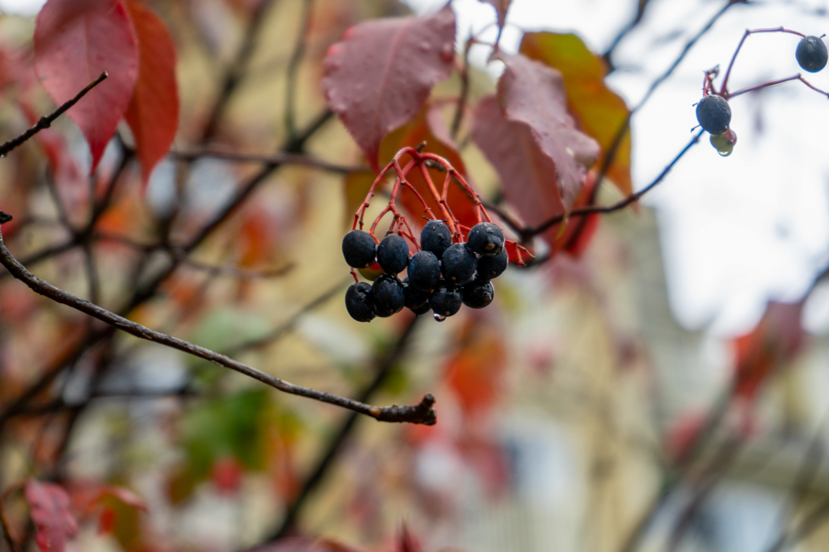 fruit in mont-trembrant