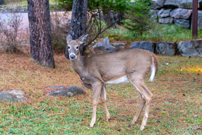 Deer in mont-trembrant